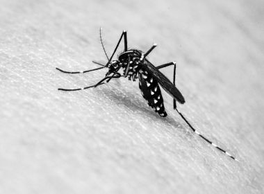 Avanço da dengue deixa cerca de mil cidades em patamar de epidemia